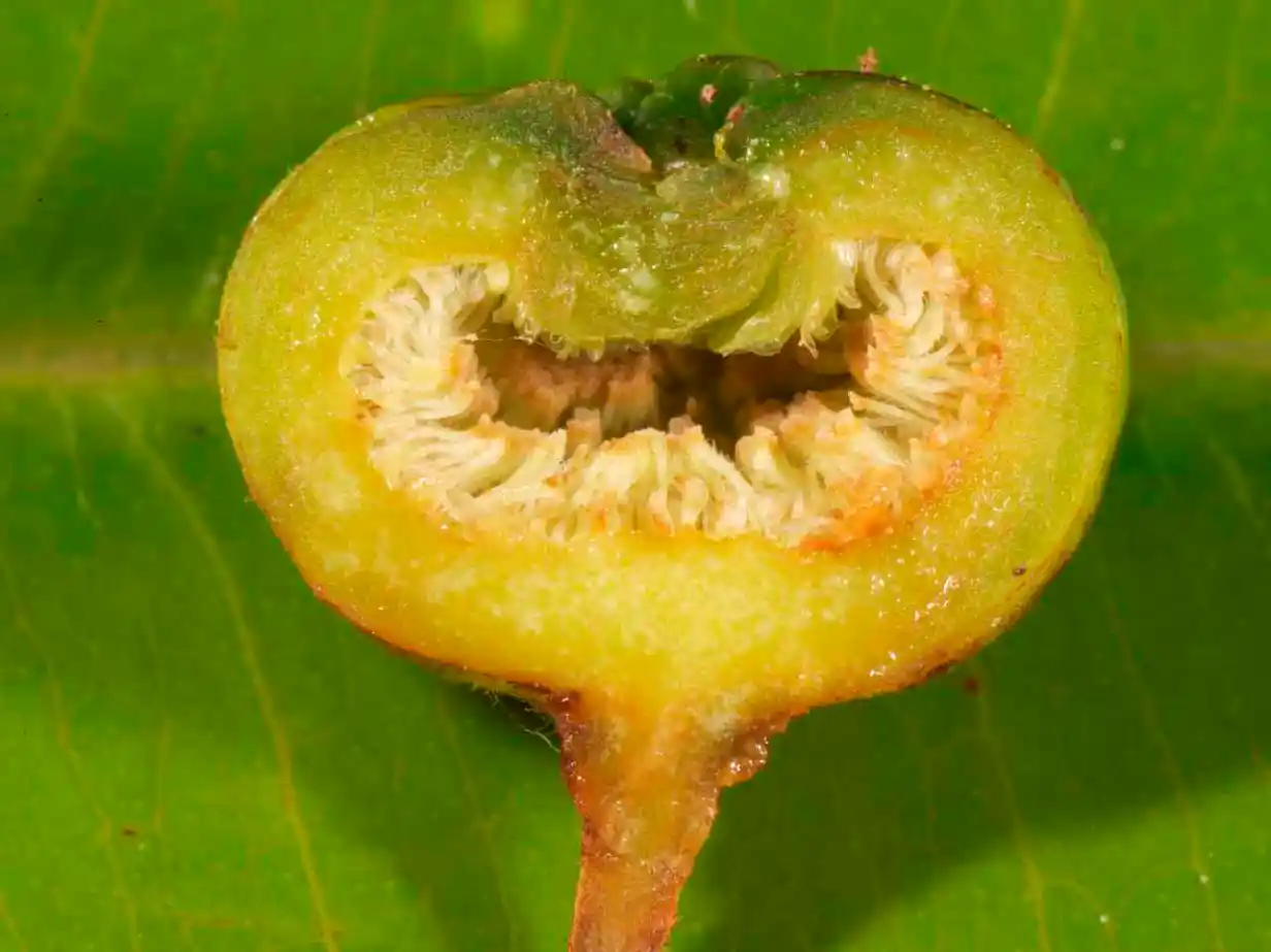 Photographie de Fiscus Septique