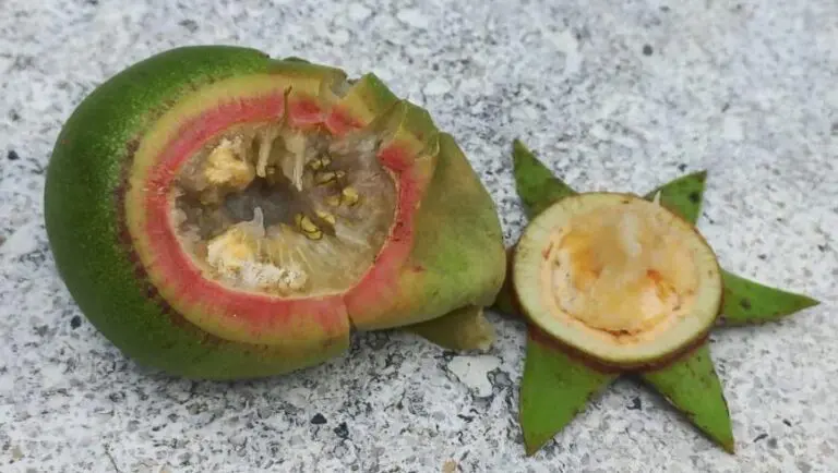 Photographie de Pomme de Mangrove