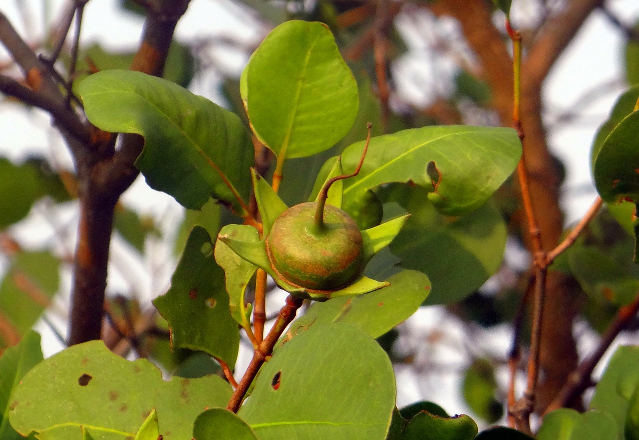 Photographie de Pomme de Mangrove