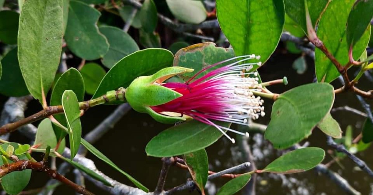 Photographie de Pomme de Mangrove