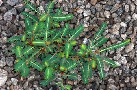 Photographie de Phyllante Urinaire