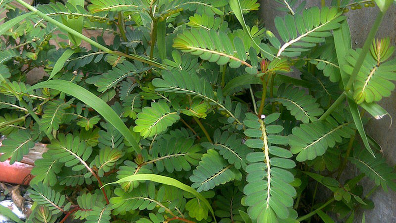 Photographie de Phyllante Urinaire