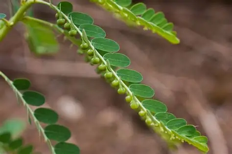 Photographie de Phyllante Urinaire