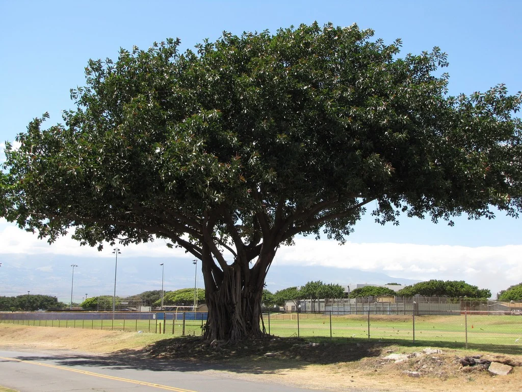 Photographie de Arbre à Caoutchouc