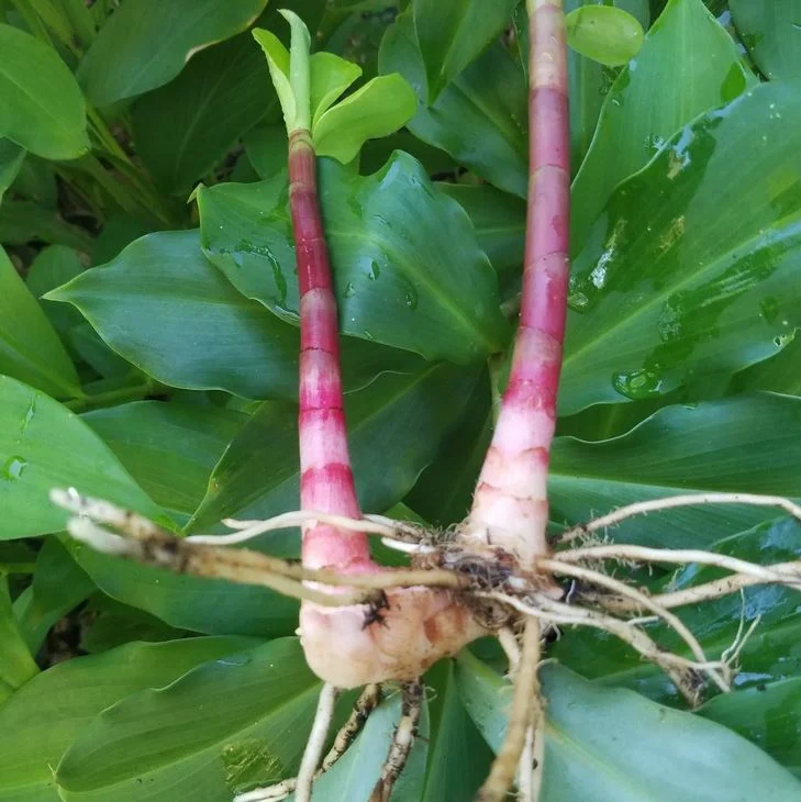 Photographie de Plante à Insuline