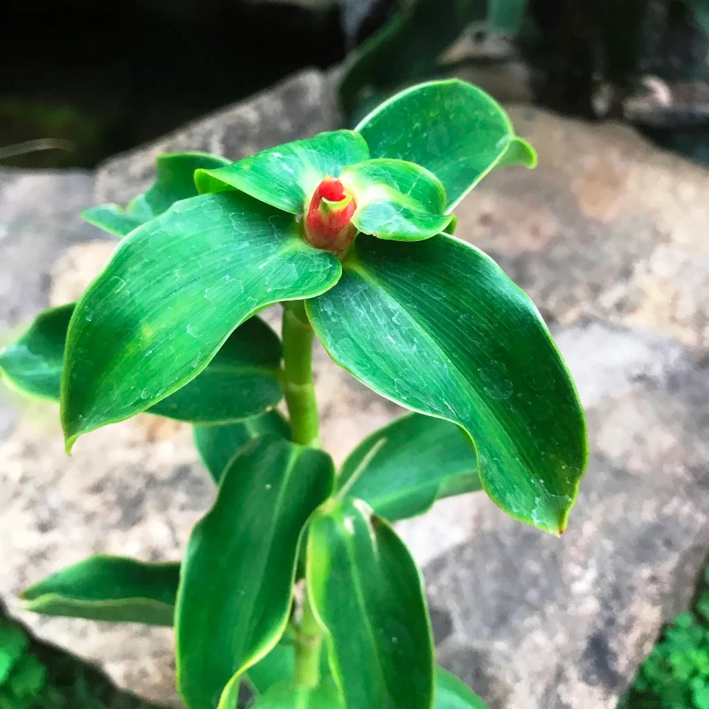 Photographie de Plante à Insuline