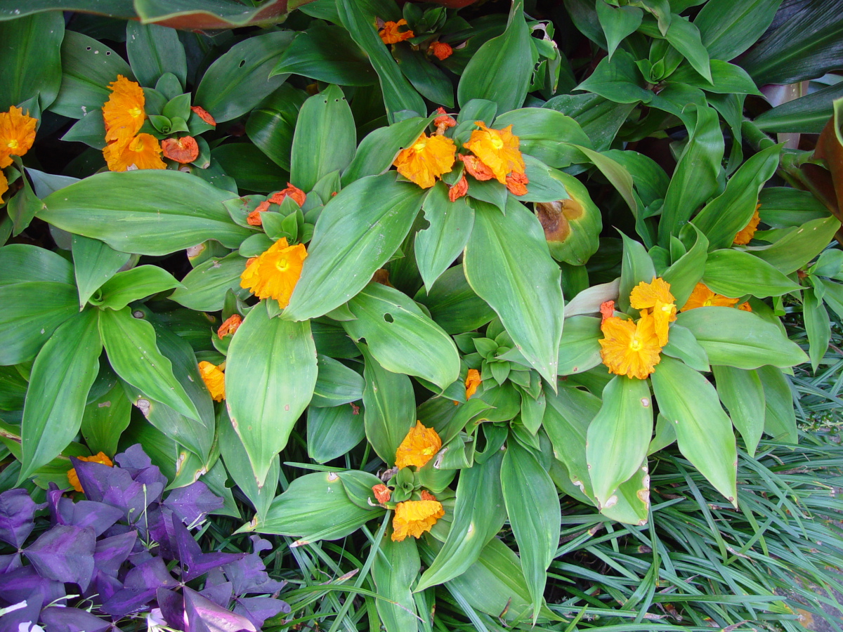 Photographie de Plante à Insuline