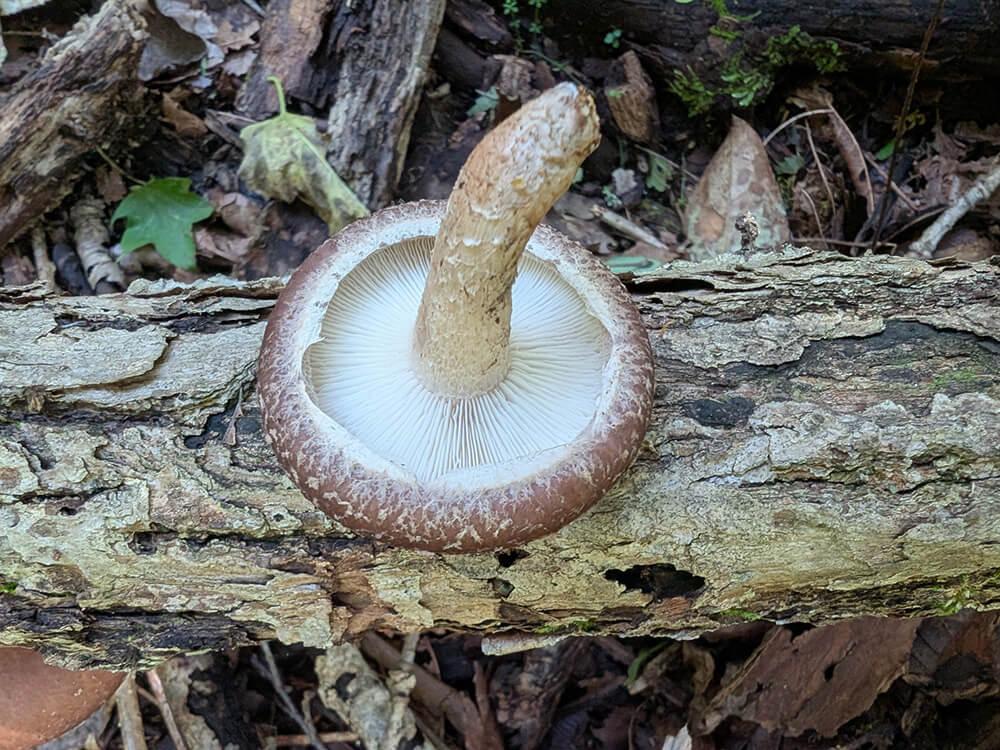 Photographie de Shiitake