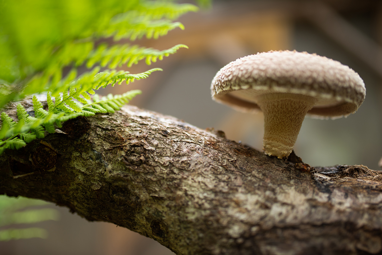 Photographie de Shiitake