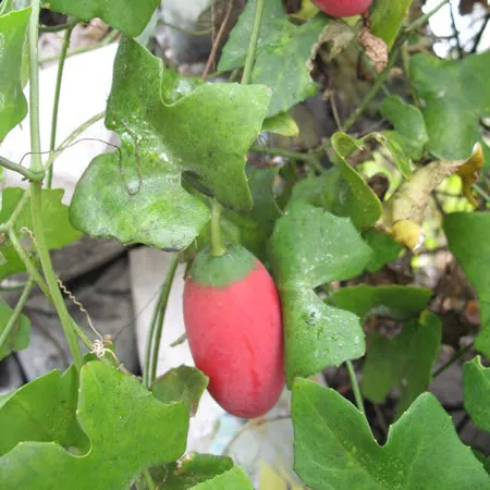 Photographie de Courge Ecarlate