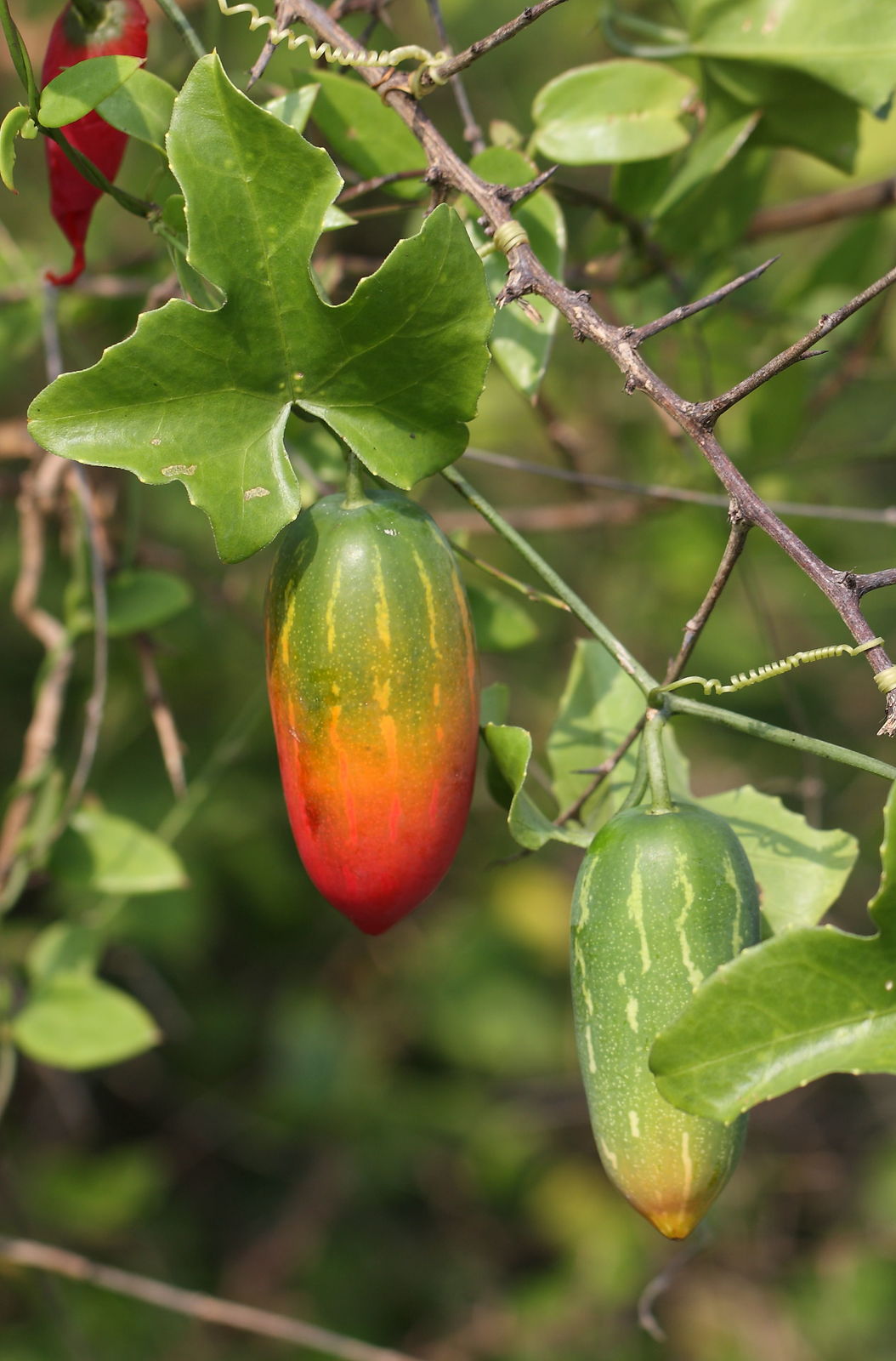 Photographie de Courge Ecarlate
