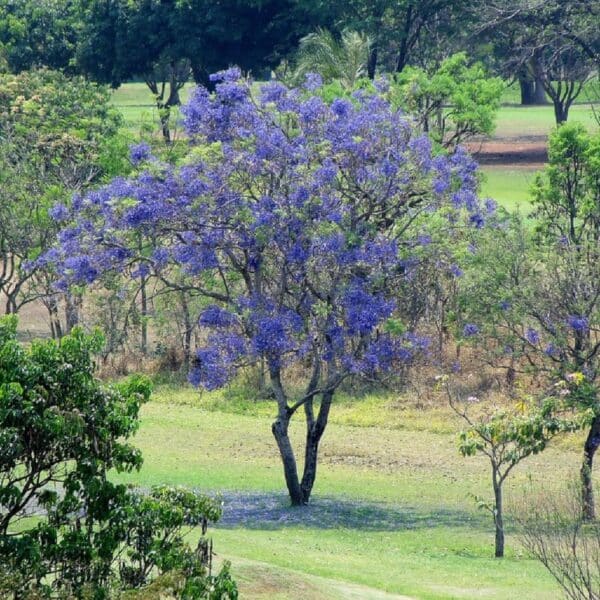 Photographie de Flamboyant Bleu