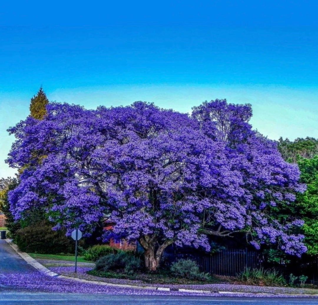 Photographie de Flamboyant Bleu