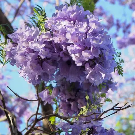 Photographie de Flamboyant Bleu