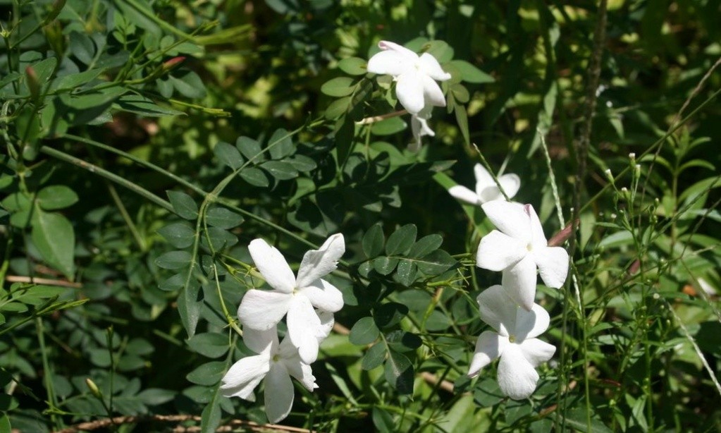 Photographie de Jasmin à Grandes Fleurs