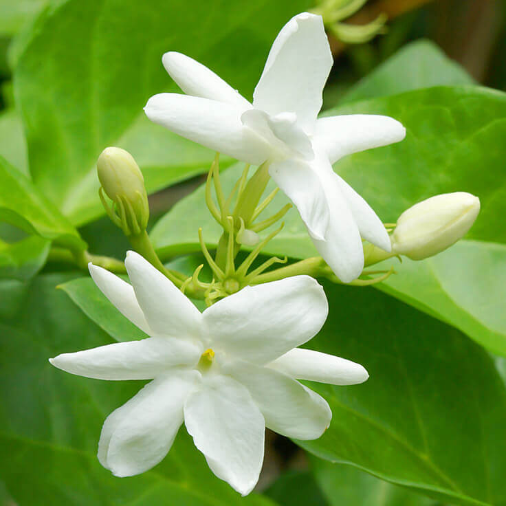 Photographie de Jasmin à Grandes Fleurs