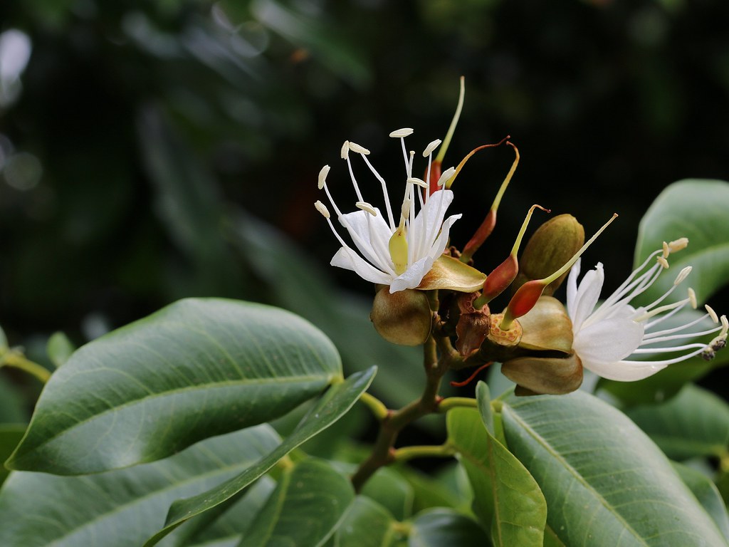 Photographie de Courbaril - Jatoba