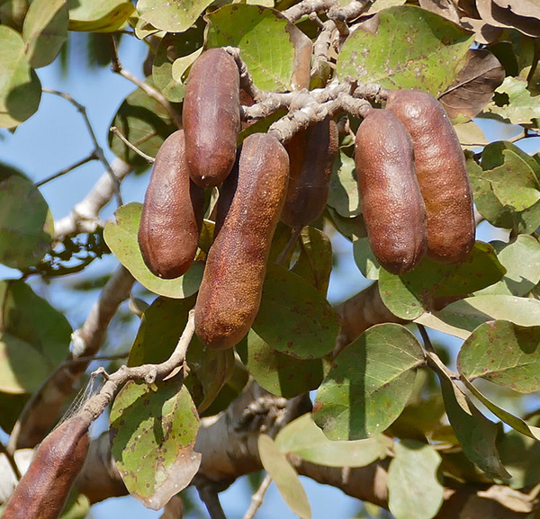 Photographie de Courbaril - Jatoba