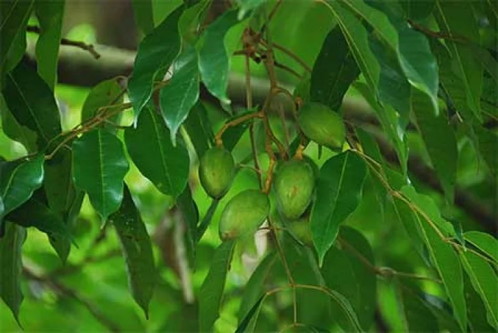 Photographie de Noix de Nangaille