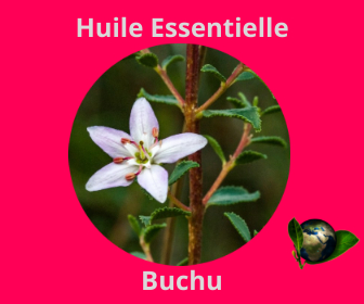 Buchu HE