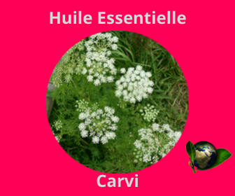 Carvi HE