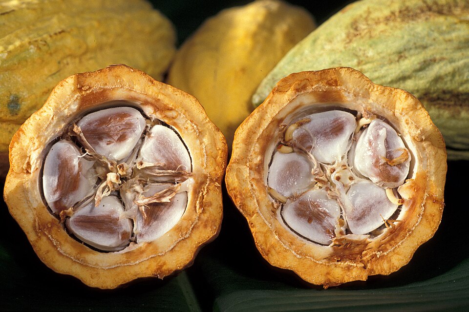 Photographie de Cacaoyer