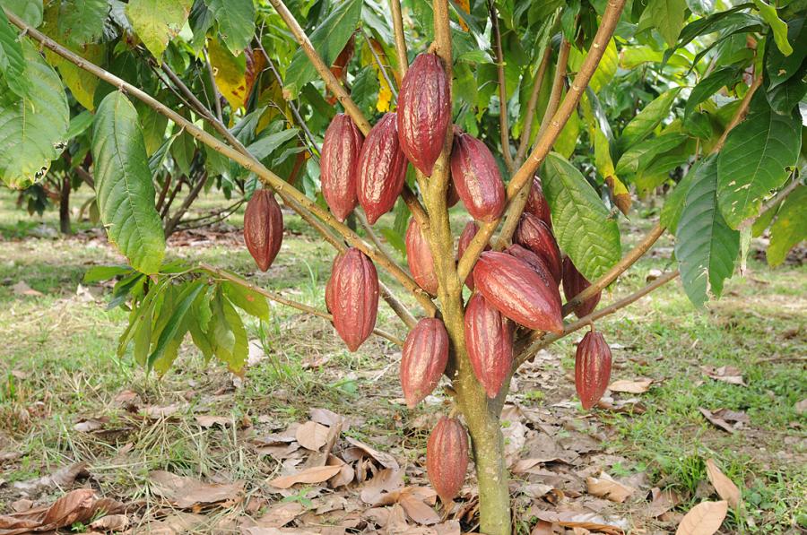 Photographie de Cacaoyer