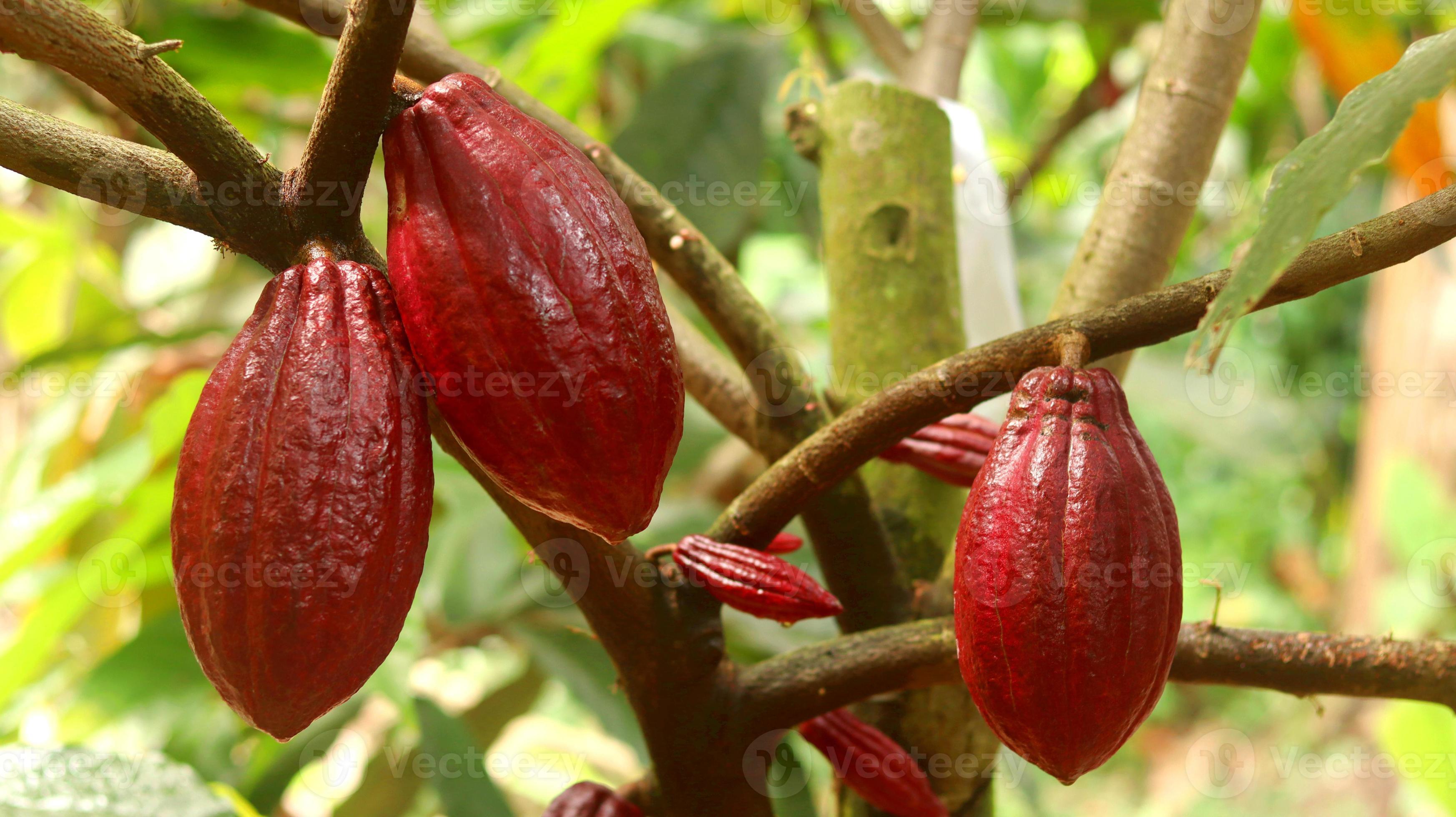 Photographie de Cacaoyer
