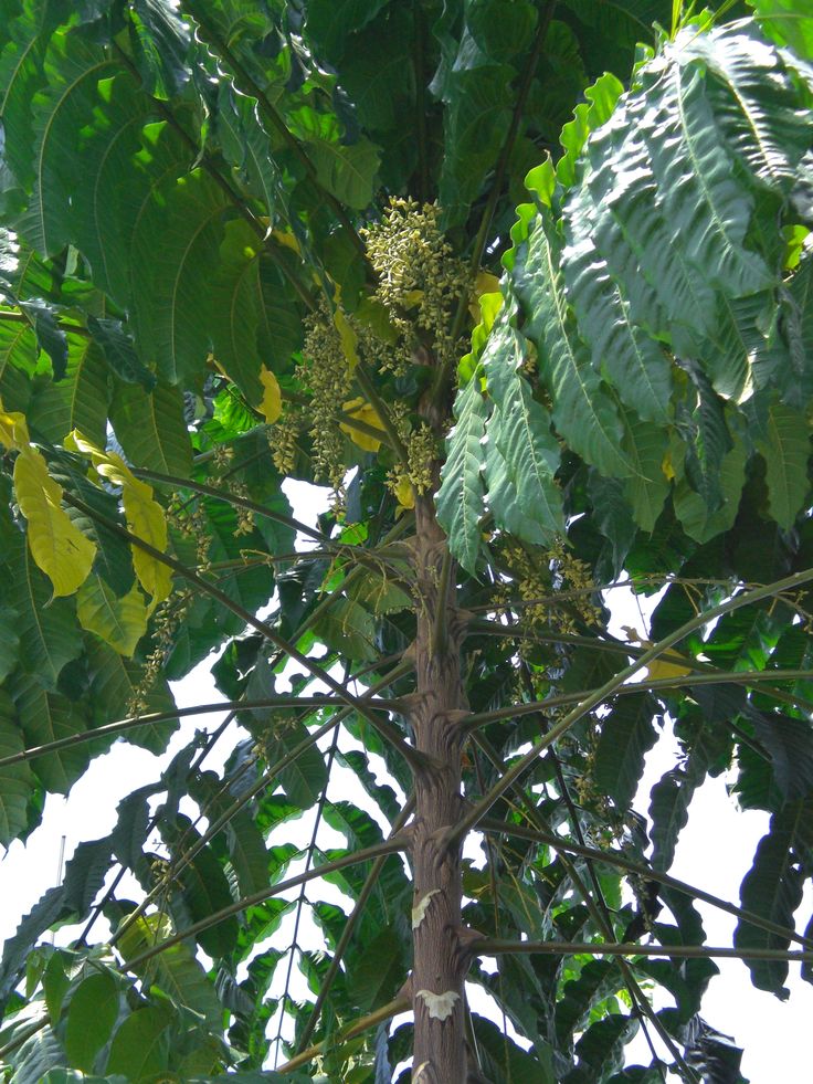 Photographie de Dysoxylon