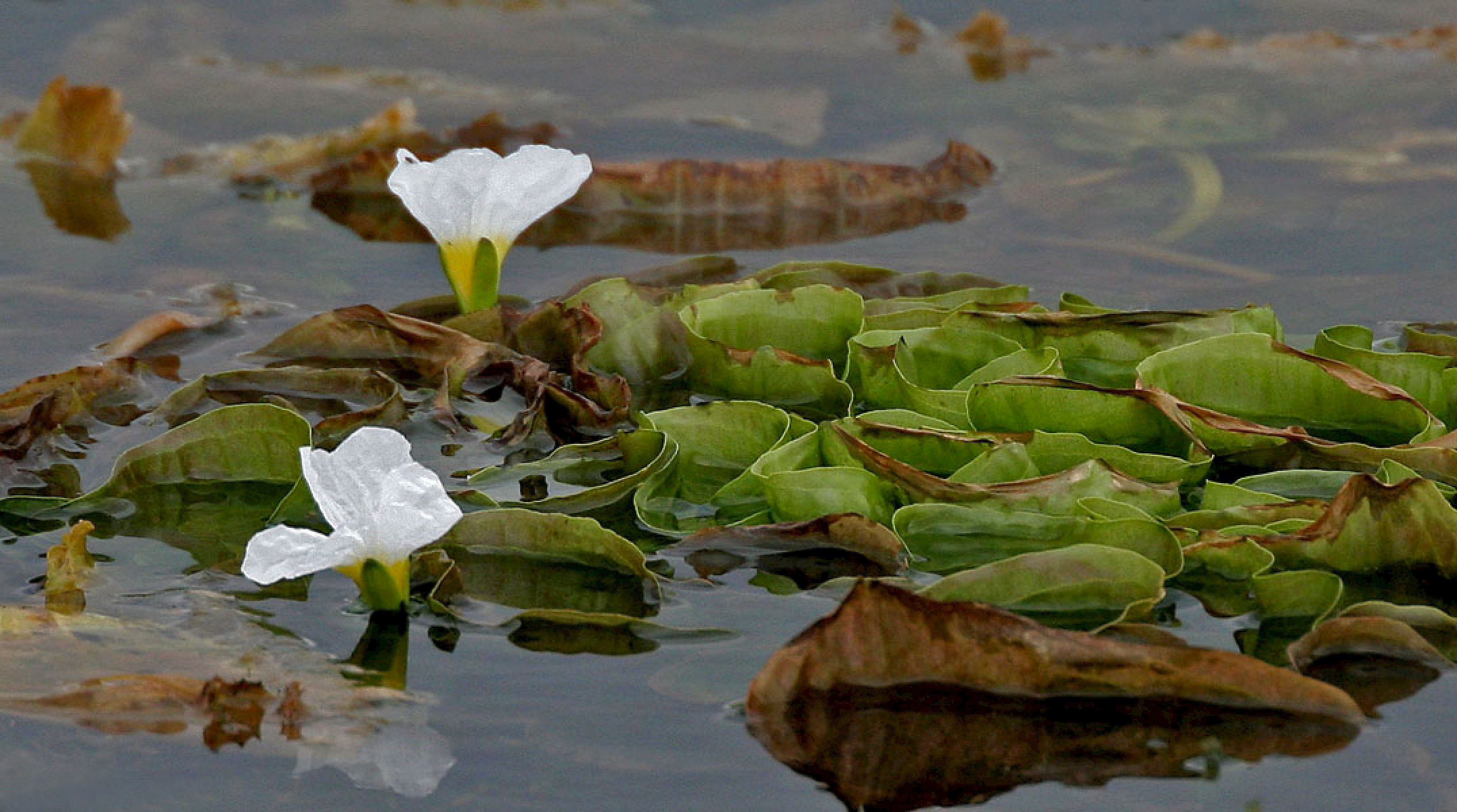 Photographie de Laitue de Canard