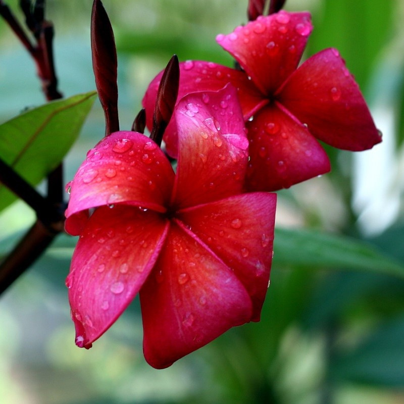 Photographie de Frangipanier Rouge