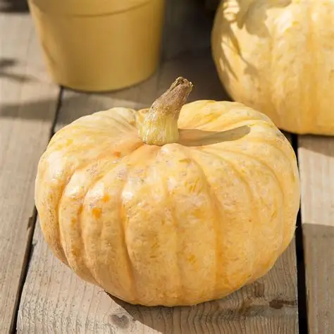 Photographie de Courge-Potiron