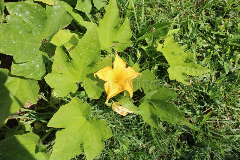Photographie de Courge-Potiron
