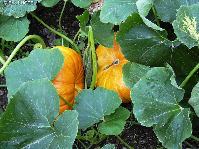 Photographie de Courge-Potiron