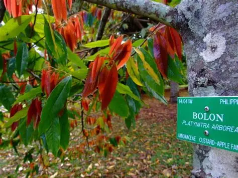 Photographie de Bolon