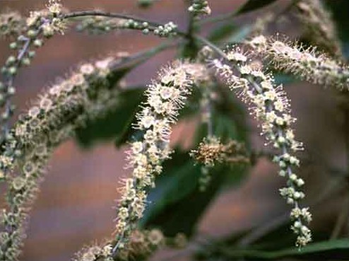 Photographie de Terminalia Jaune