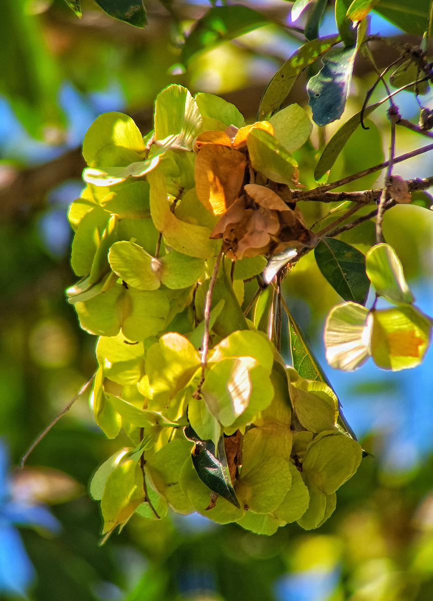 Photographie de Terminalia Jaune