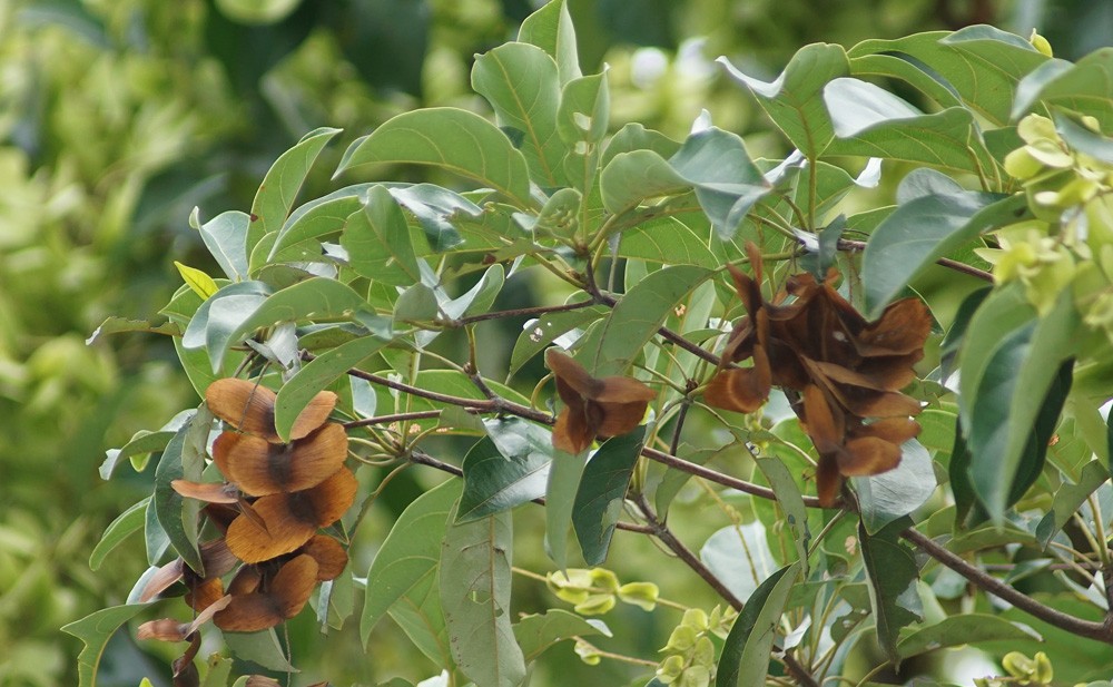 Photographie de Terminalia Jaune