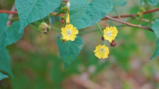 Photographie de Rose des Bois Jaune