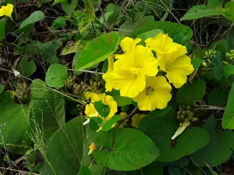 Photographie de Rose des Bois Jaune