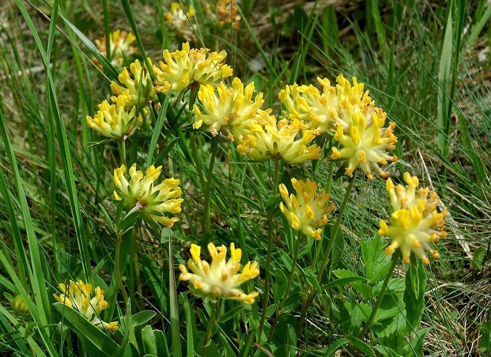 Photographie de Anthyllide Vulnéraire
