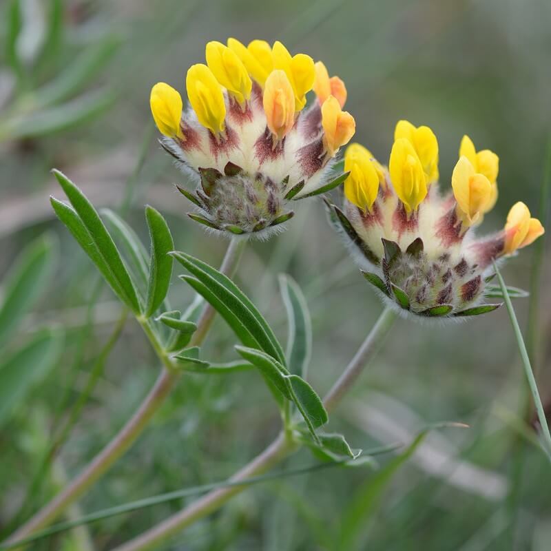 Photographie de Anthyllide Vulnéraire