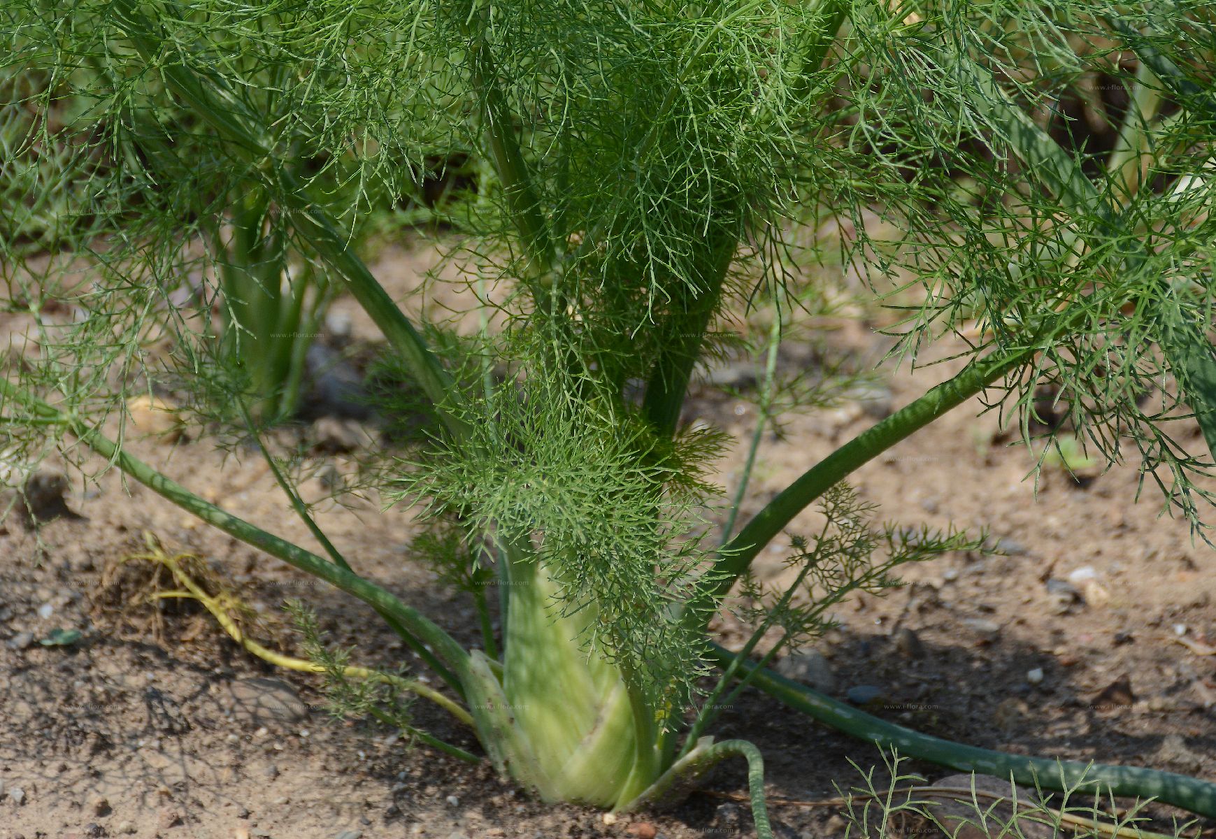 Photographie de fenouil