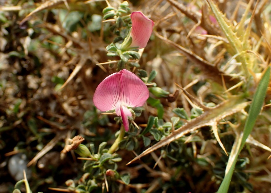 Photographie de Bugrane épineuse
