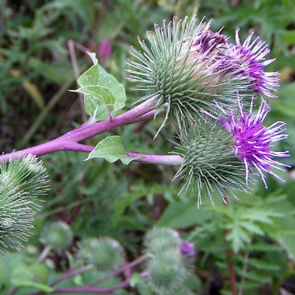 Photographie de Bardane officinale
