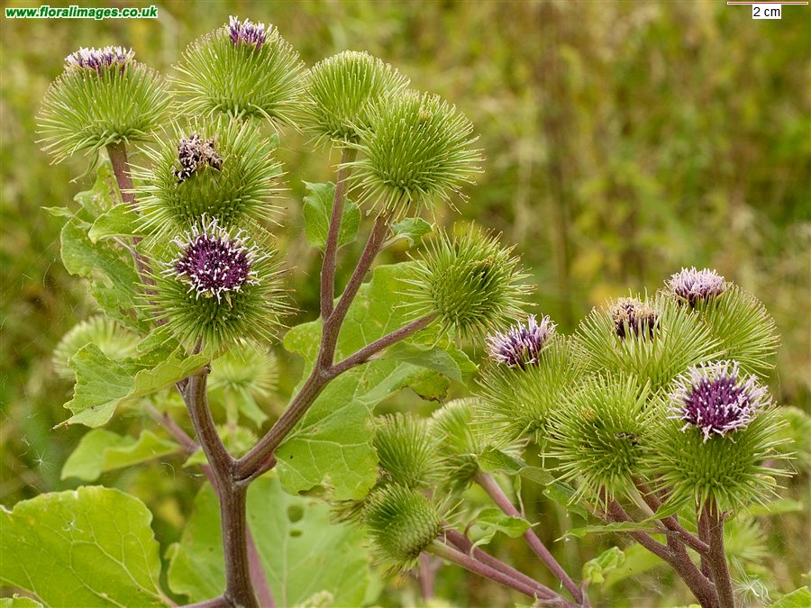 Photographie de Bardane officinale