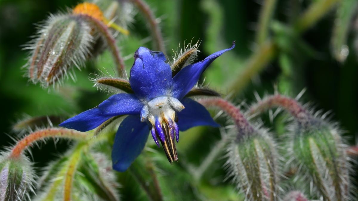 Photographie de Bourrache officinale