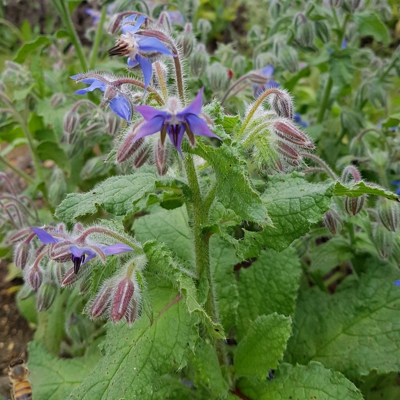 Photographie de Bourrache officinale