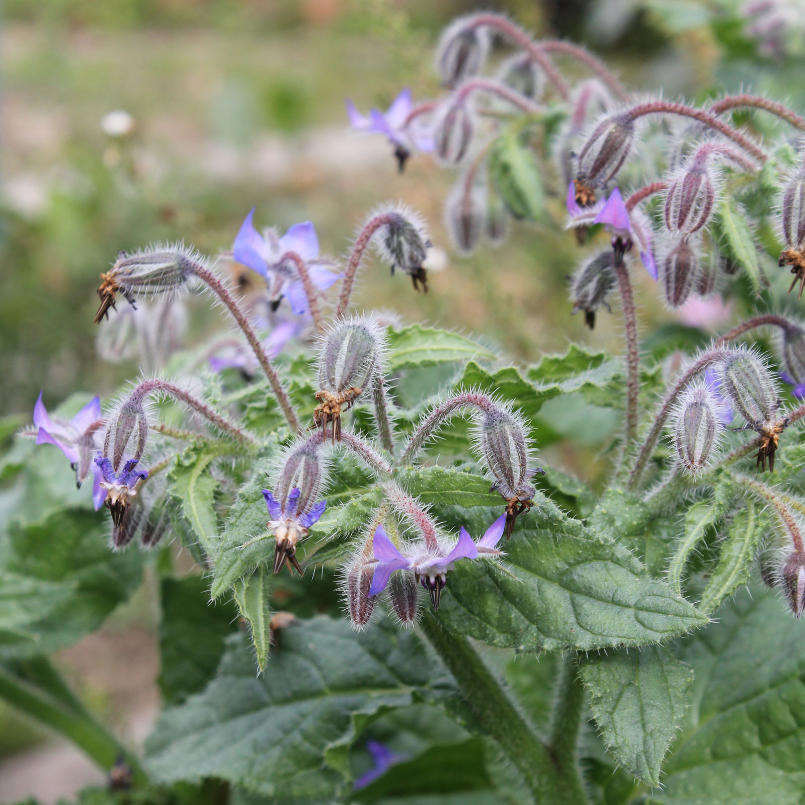 Photographie de Bourrache officinale