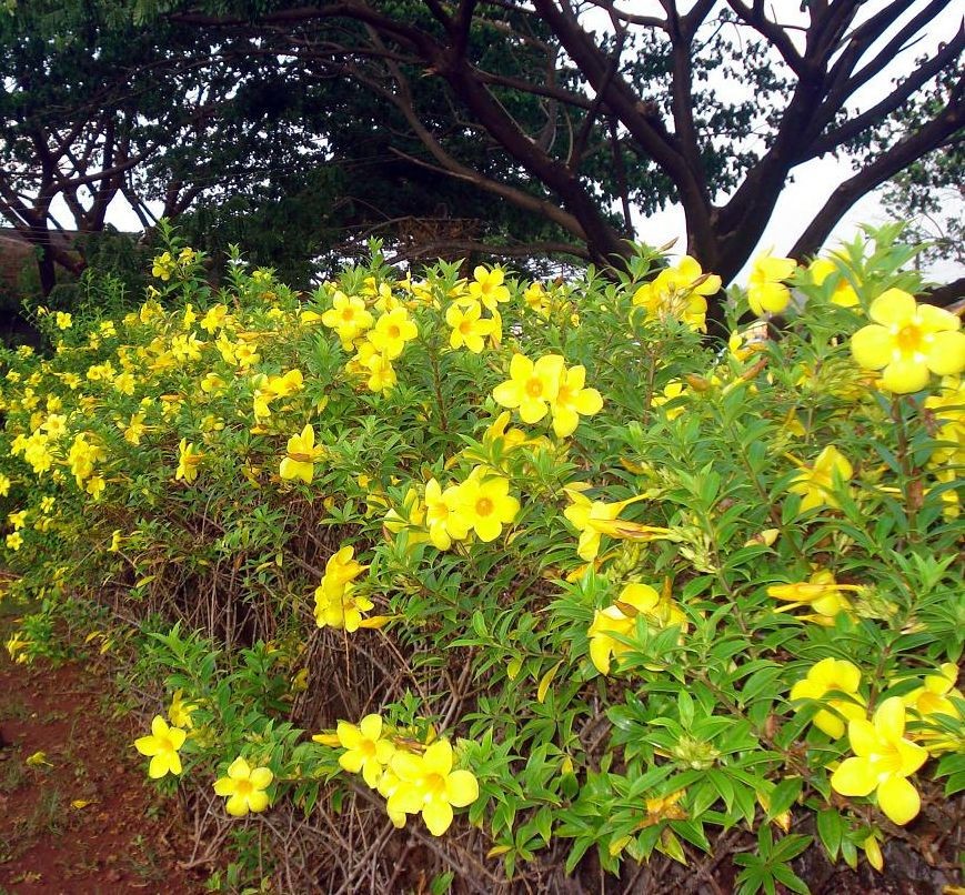 Photographie de Allamanda Jaune